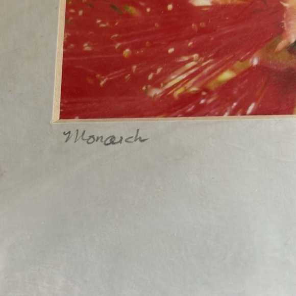 Monarch Butterfly Photo - Picture 6 of 7